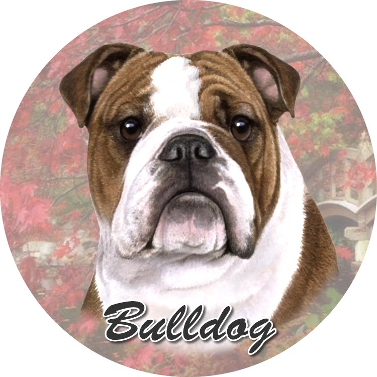 Bulldog coasters car