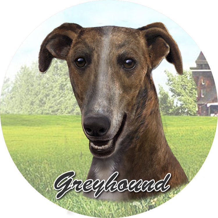 Greyhound Sitting coasters car