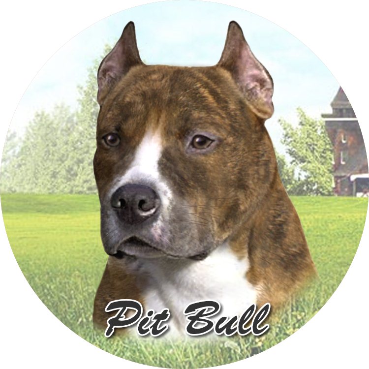 Pit Bull Standing  coasters car