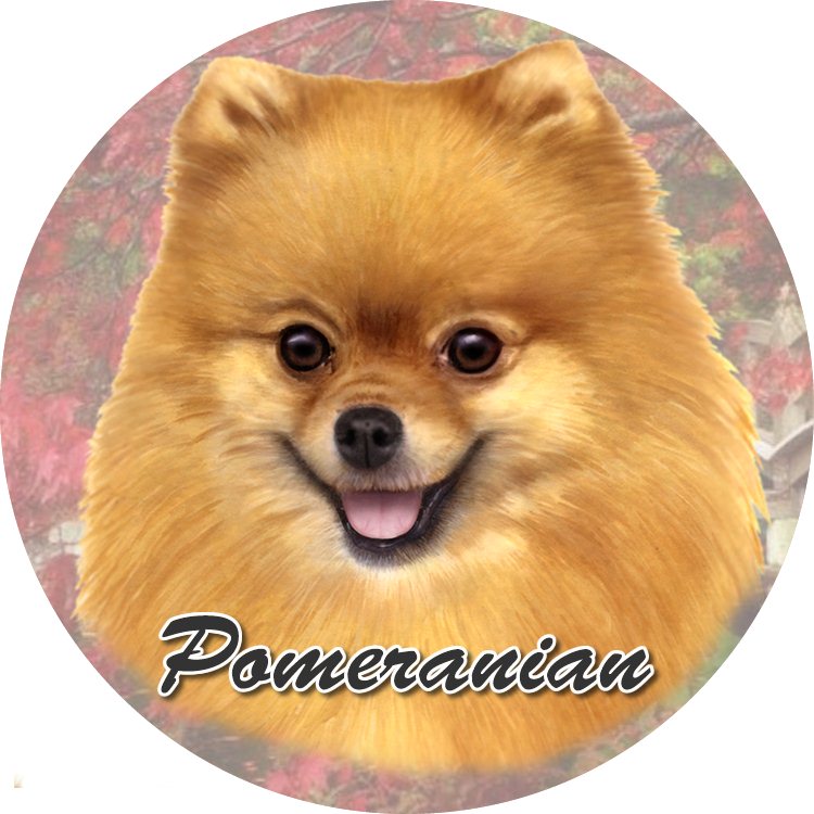 Pomeranian Standing coasters car