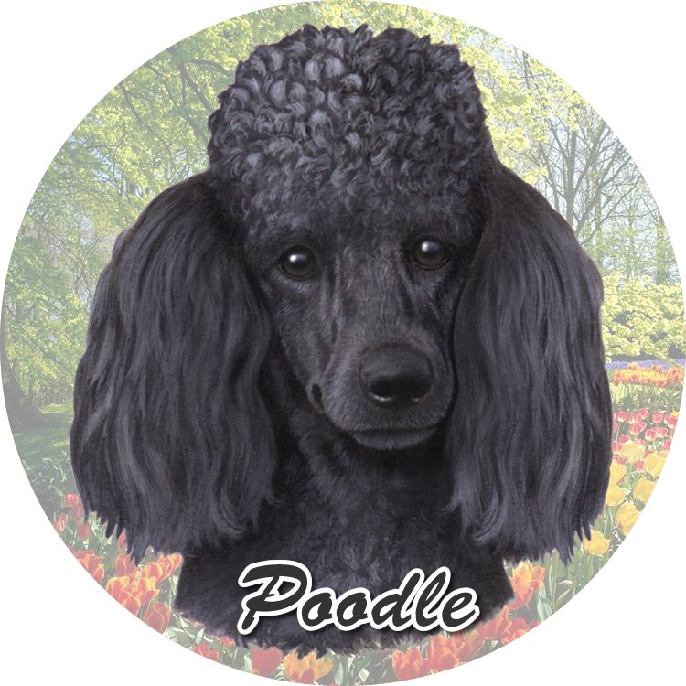 Poodle, black coasters car