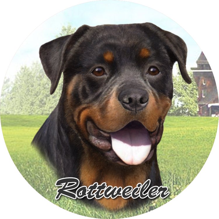 Rottweiler coasters car