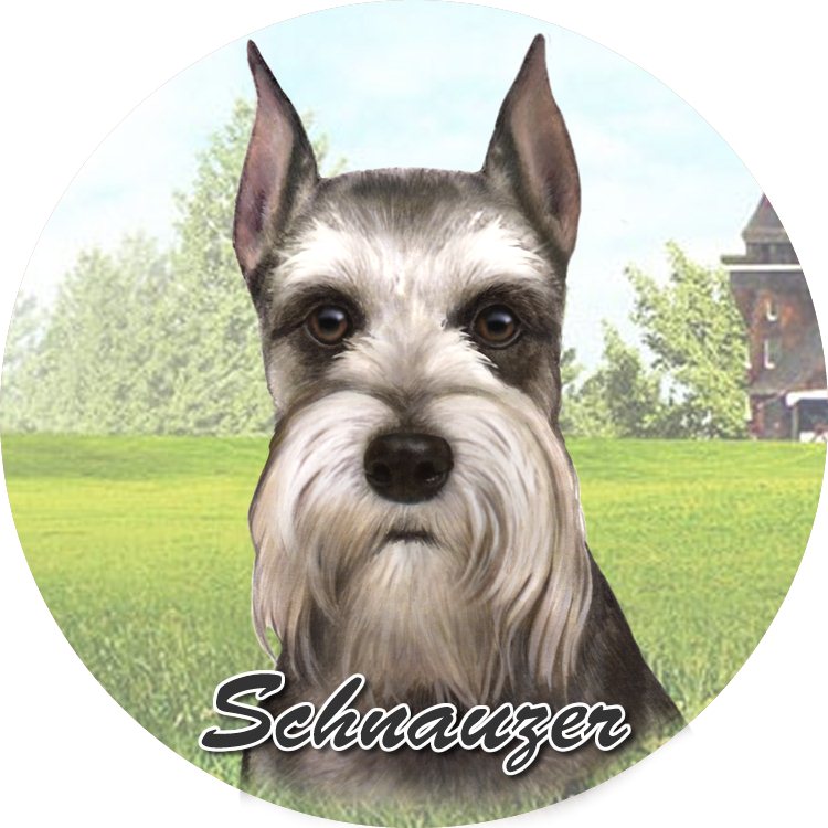 Schnauzer coasters car