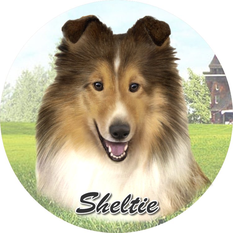 Sheltie coasters car