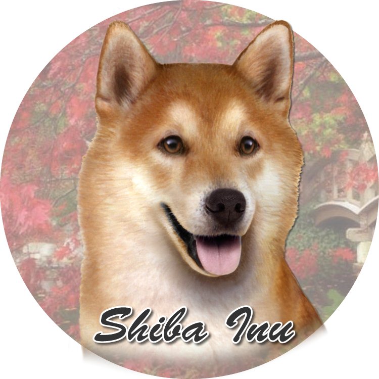 shiba inu coasters car
