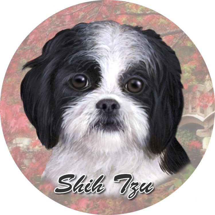 Shih Tzu_Black & White Standing coasters car