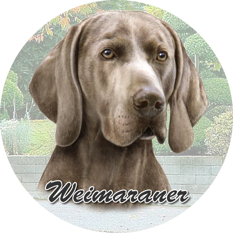 Weimaramer coasters car