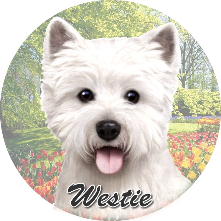 Westie coasters car