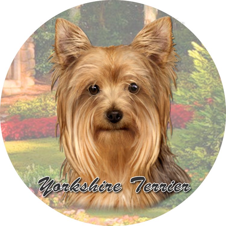 Yorkie coasters car