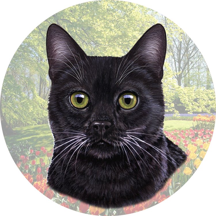 Black Sitting coasters car
