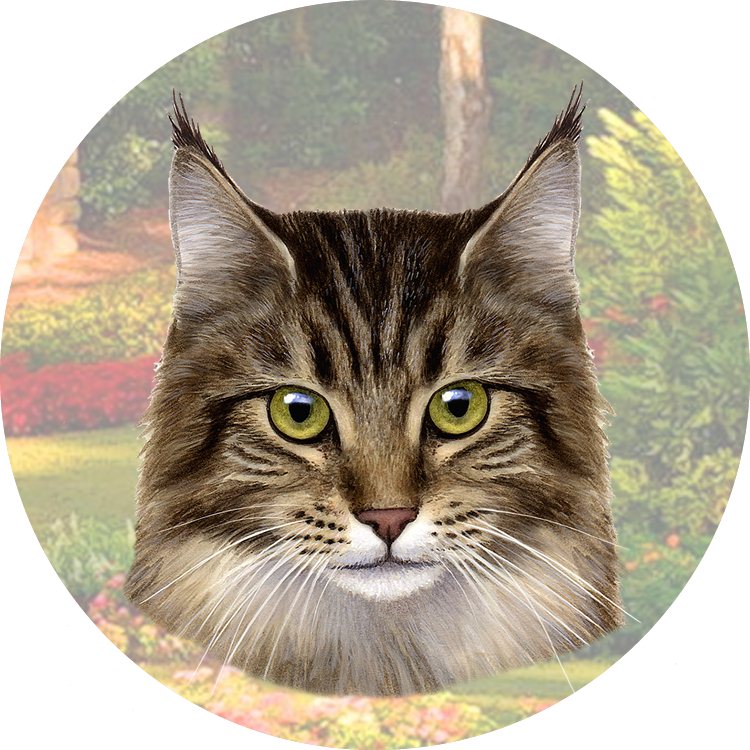 Maine Coon coasters car