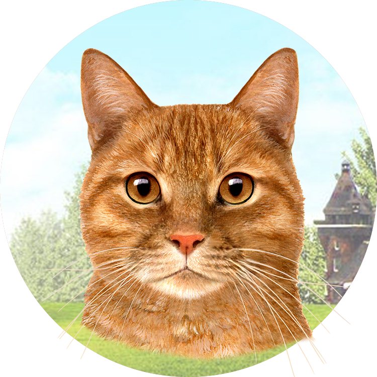 Tabby Orange coasters car