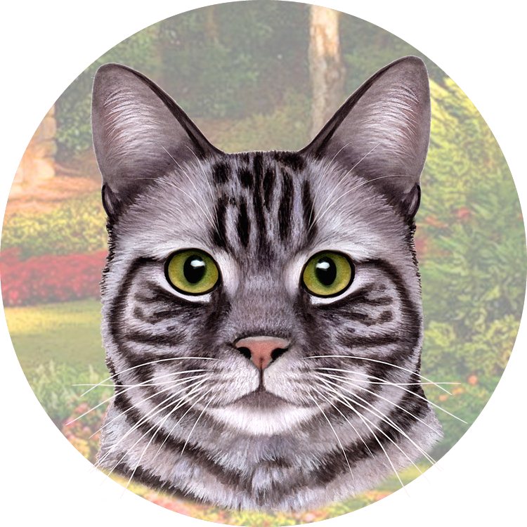 Tabby Silver coasters car