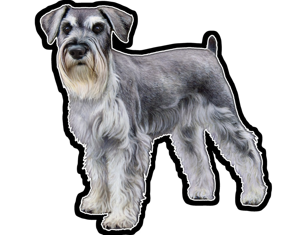 Schnauzer, Uncropped Sticker
