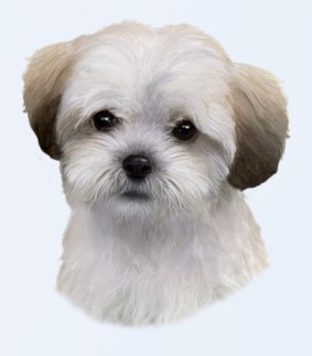 Shihpoo Sticker