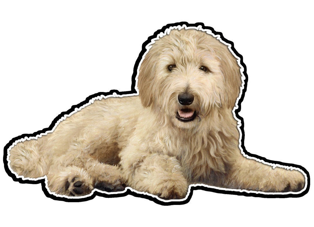 Goldendoodle Laying, Sticker
