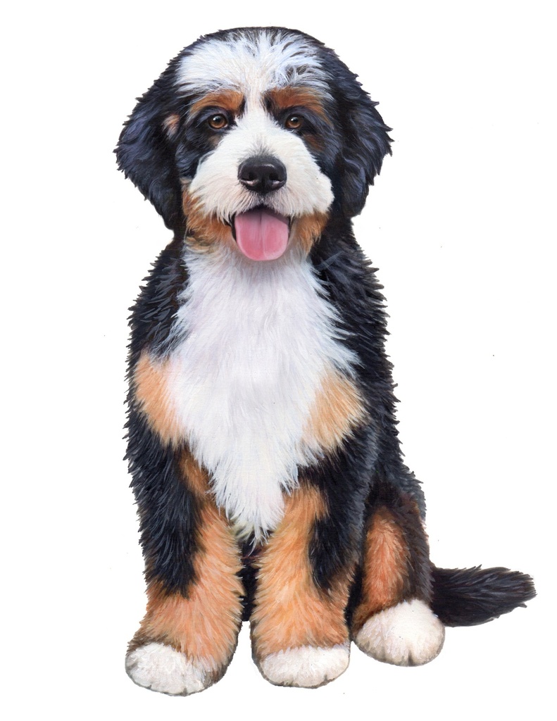 Bernadoodle Sticker