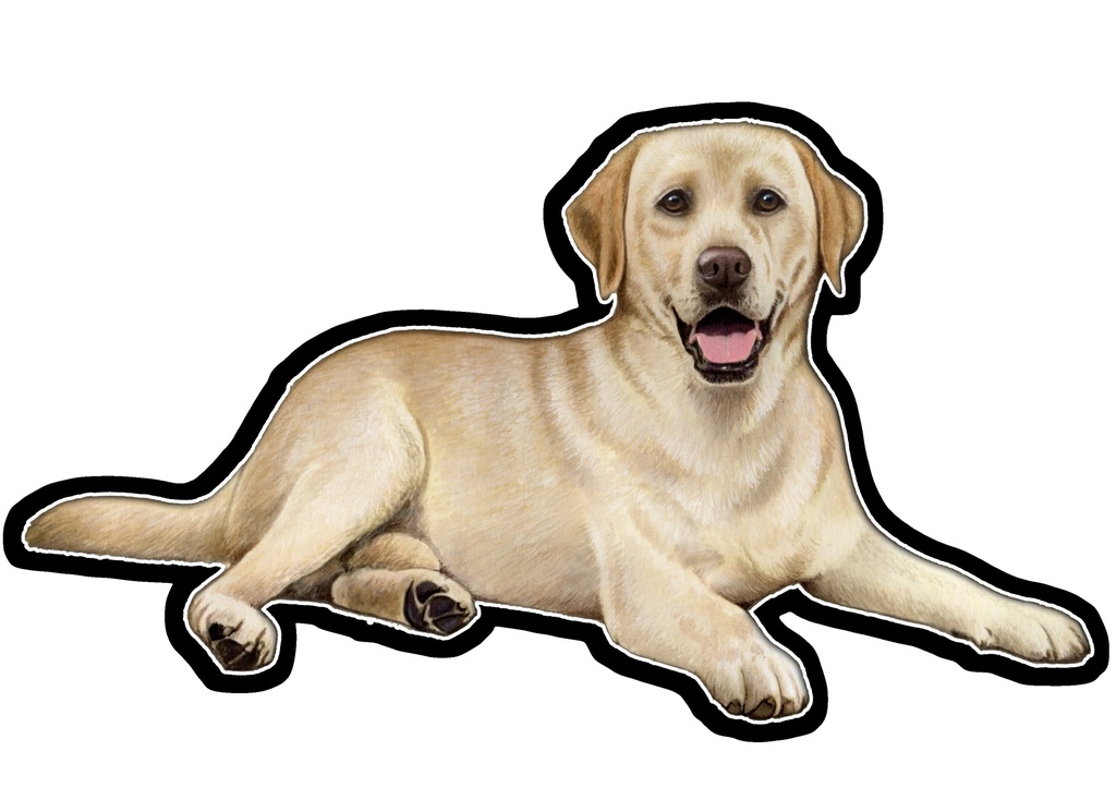 Labrador, Yellow Sticker