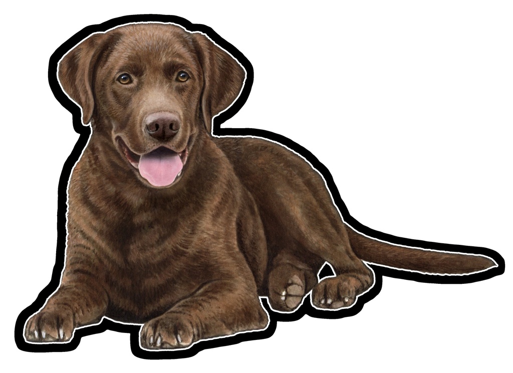 Labrador, Chocolate Sticker