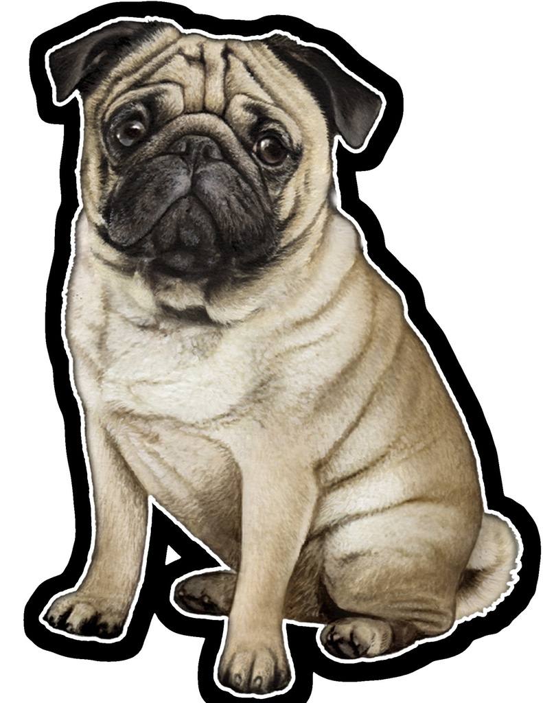 Pug Sticker