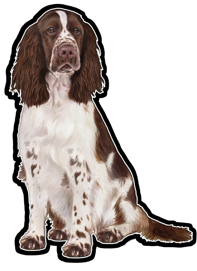 Springer Spaniel Sticker