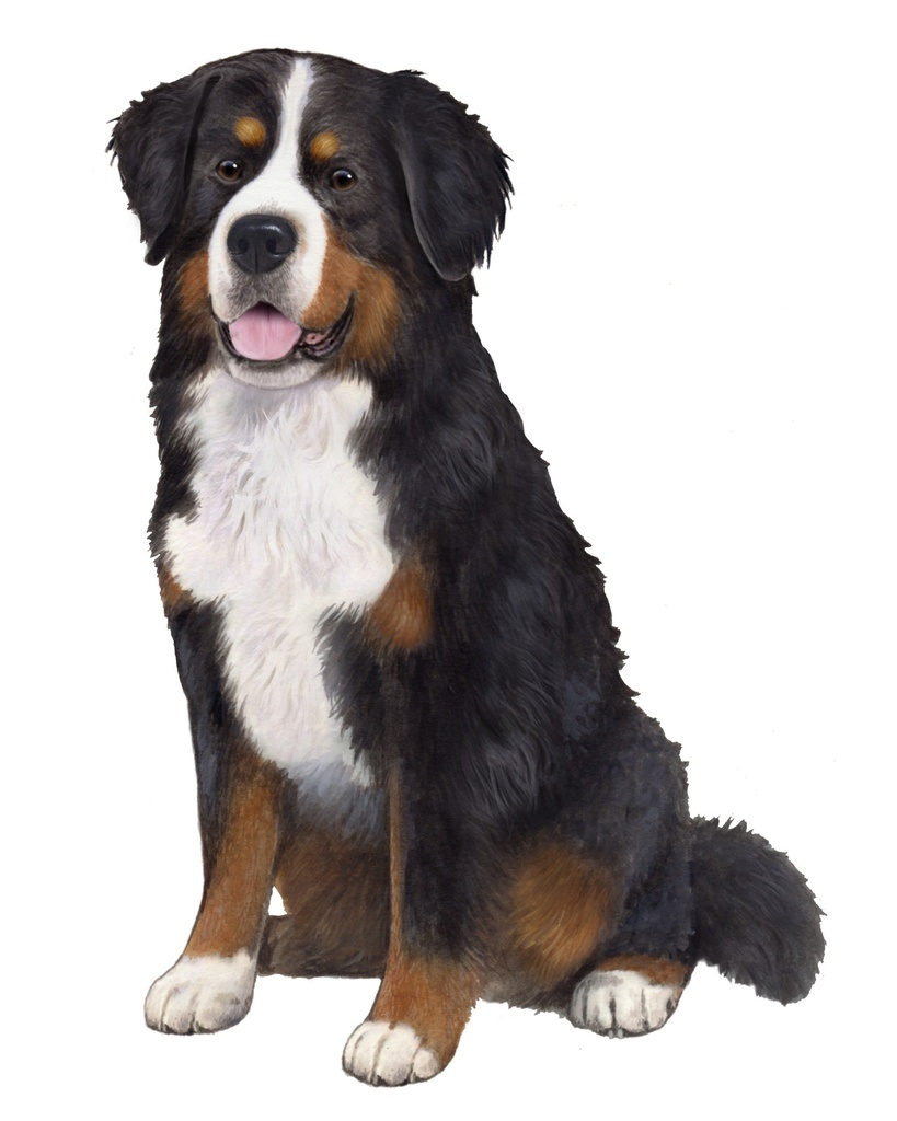 Bernese Mt. Dog Sticker