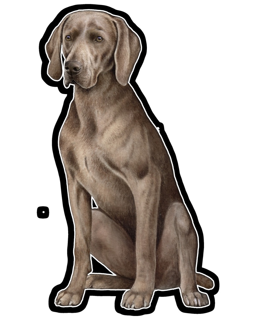 Weimeraner Sticker