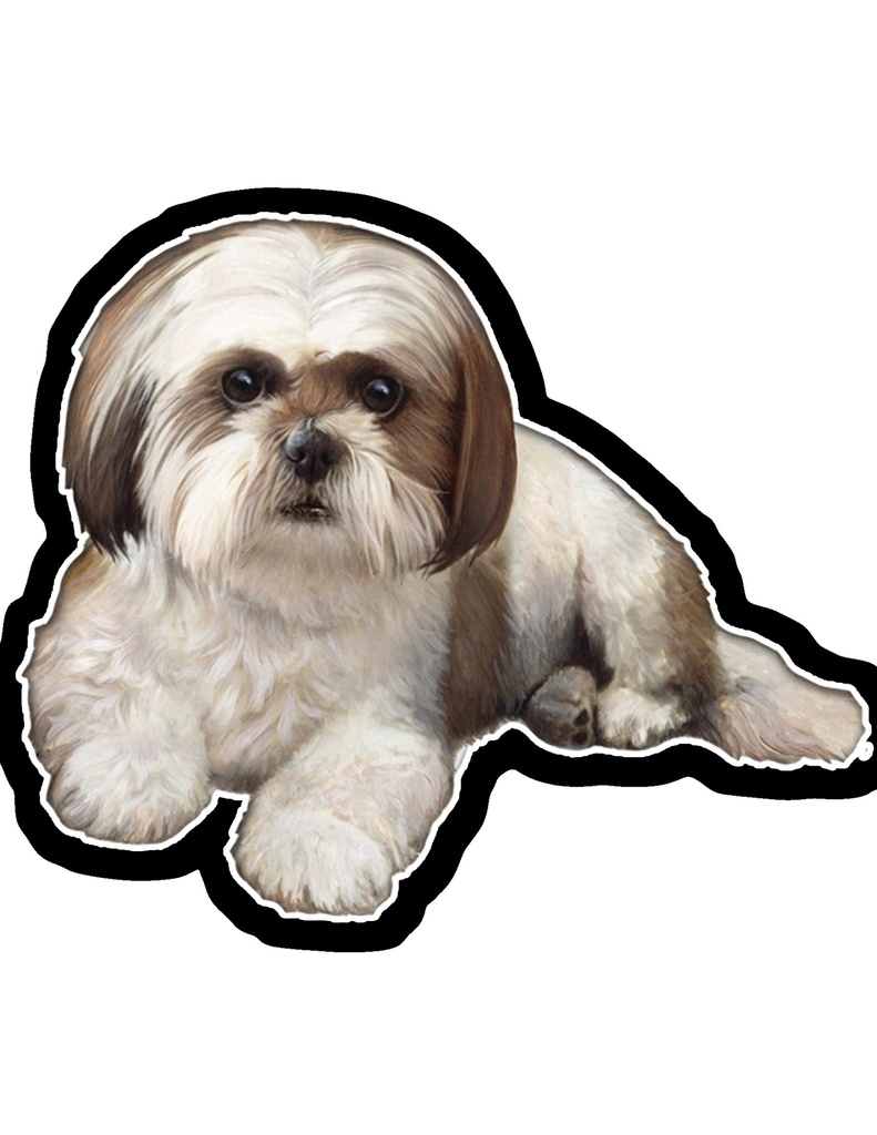 Shih Tzu, Tan & White Sticker