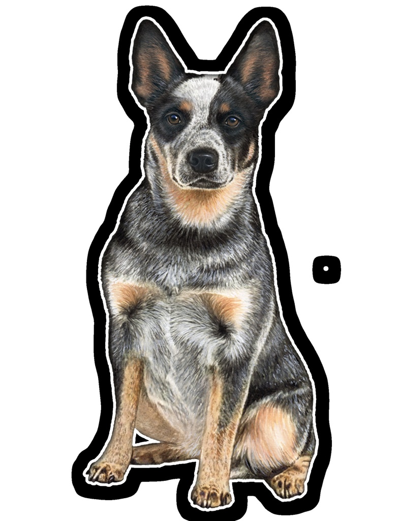 Australian Cattle Dog Sticker