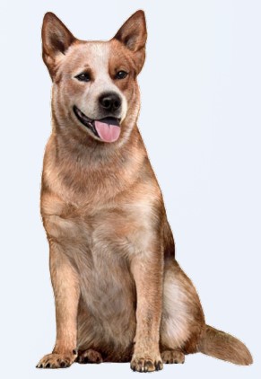 Australian Cattle, Red Sticker