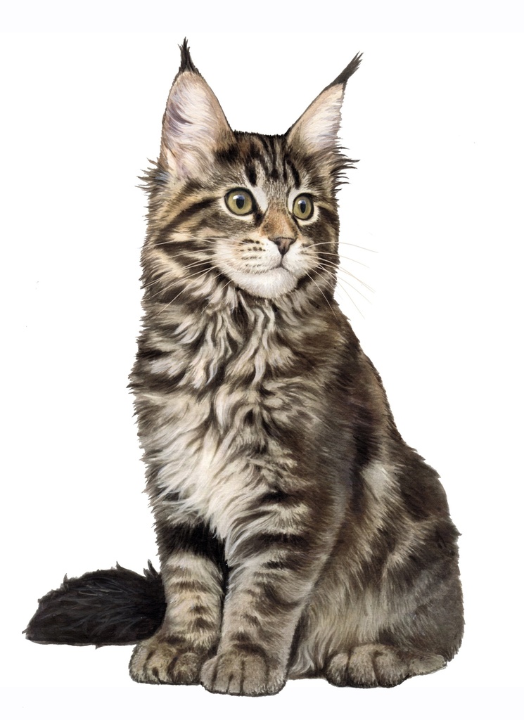 Maine Coon Sticker