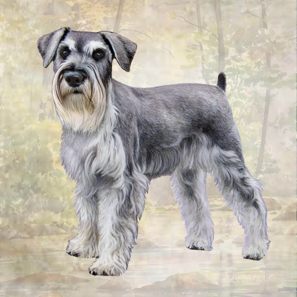 Schnauzer, uncropped Foldable Bags