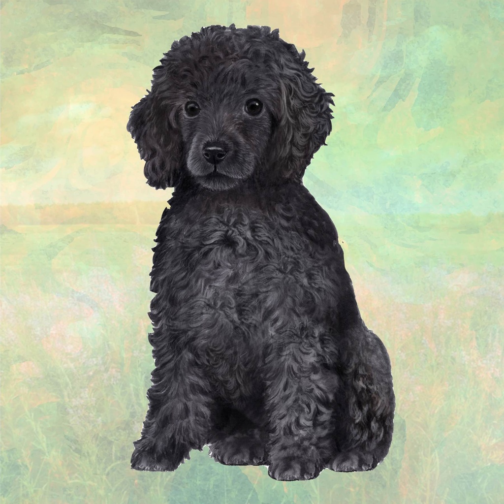 Poodle, Black Square Coaster