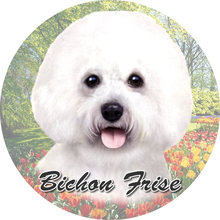 Bichon Frise coasters car