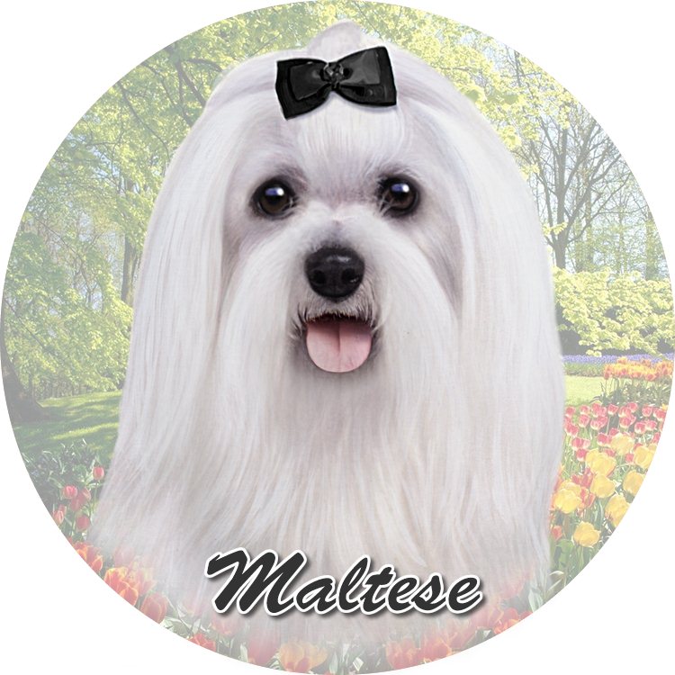 Maltese Standing coasters car (Face)