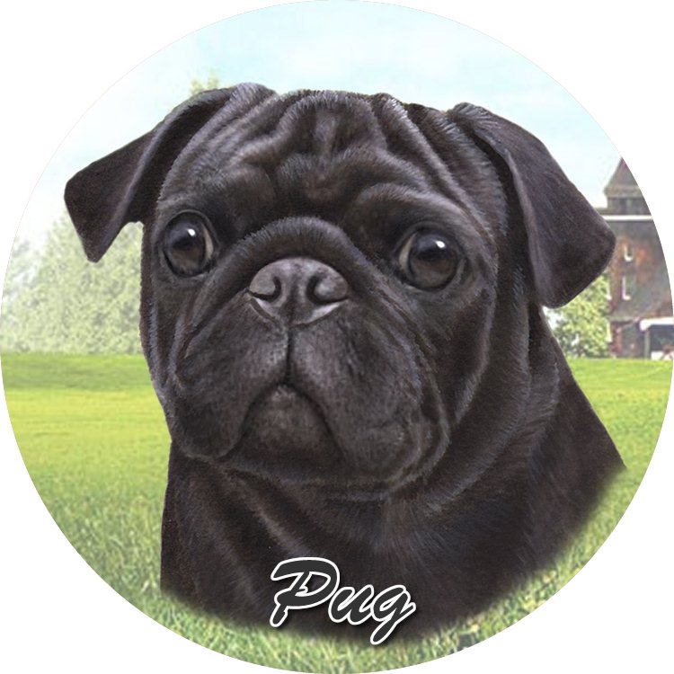 Pug_Black coasters car (Face)