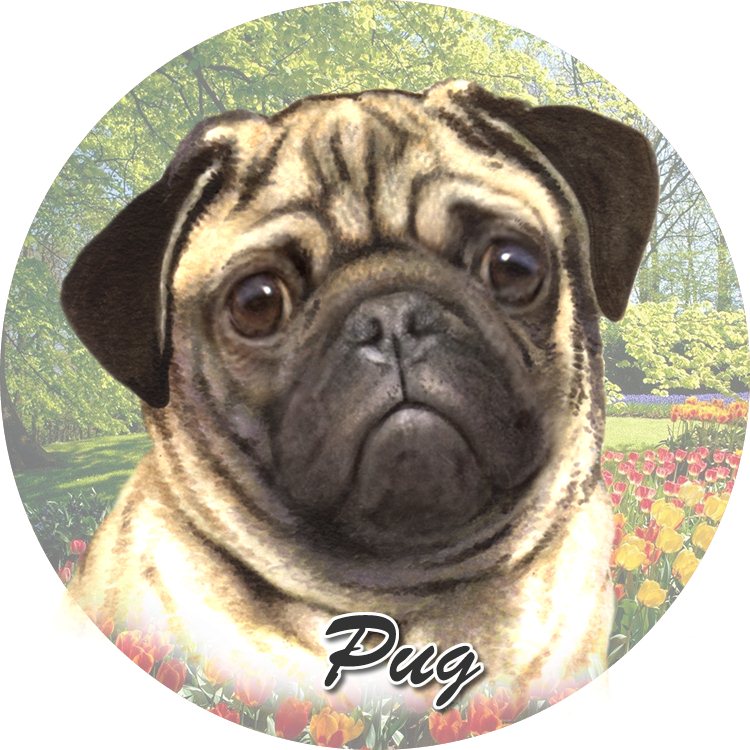 Pug_Tan coasters car (Face)