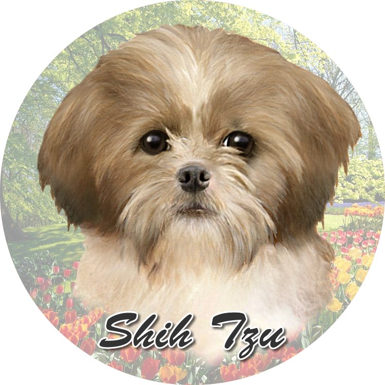 Shih Tzu Tan and White Laying  coasters car (Face)