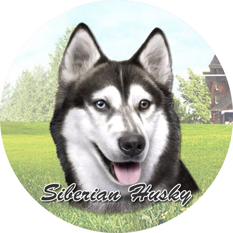 Siberian Husky coasters car (Face)
