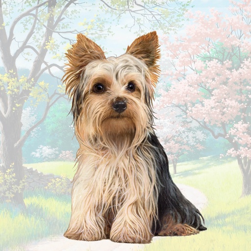 [250-46a] yorkie,square
