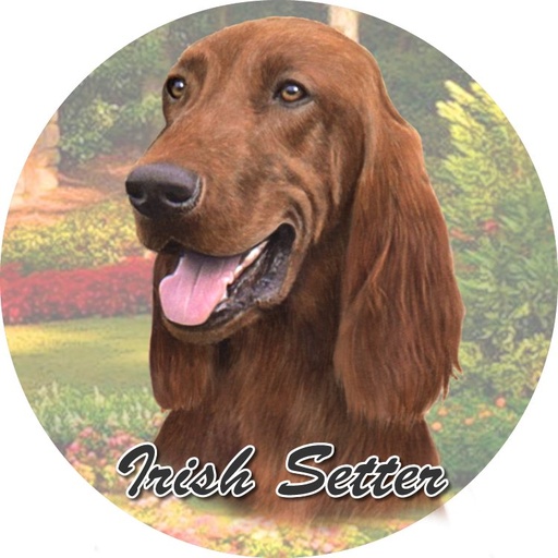 [231-84] Irish Setter Car Coaster