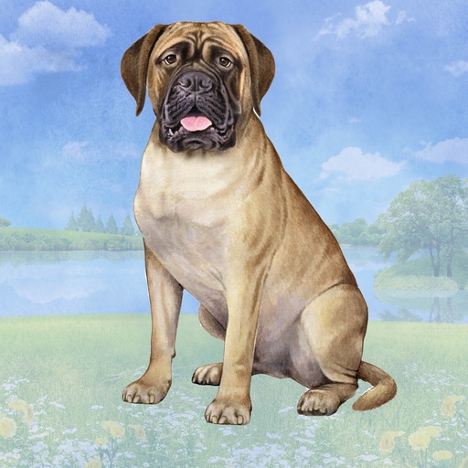 [250-79] Bull Mastiff Coaster, square