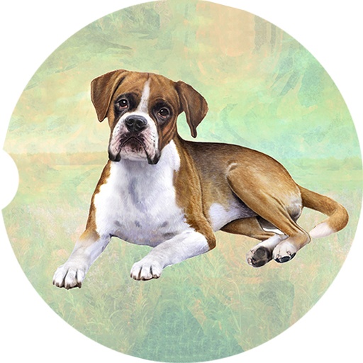 Boxer coasters car