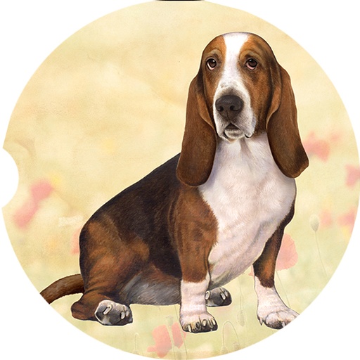 Basset Hound sitting coasters car