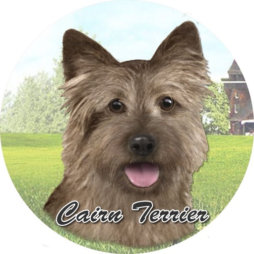[231-9] Cairn Terrier Car Coaster