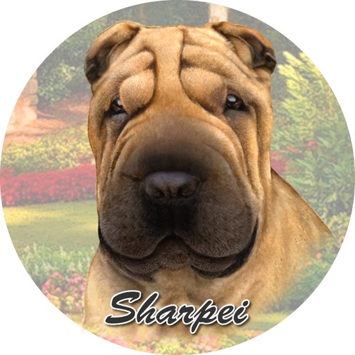 [231-96] SharPei Car Coaster