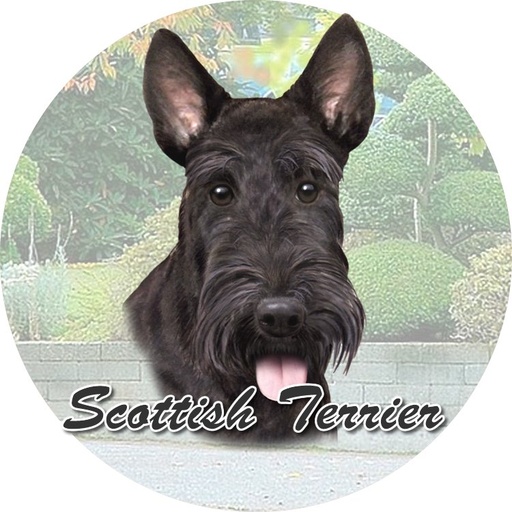 Scottish Terrier coasters car