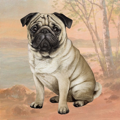 Pug Coaster, square