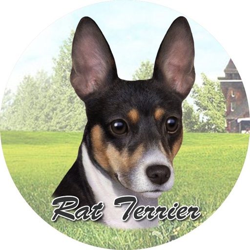 [231-92] Rat Terrier Car Coaster