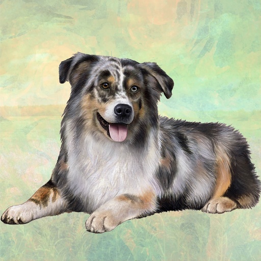 [250-53] Australian Shepherd Coaster, square